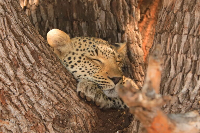 Tiererlebnis Botswana