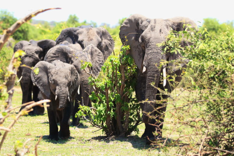 Afrika Safari Tiere im Nationalpark ©ExtraHR