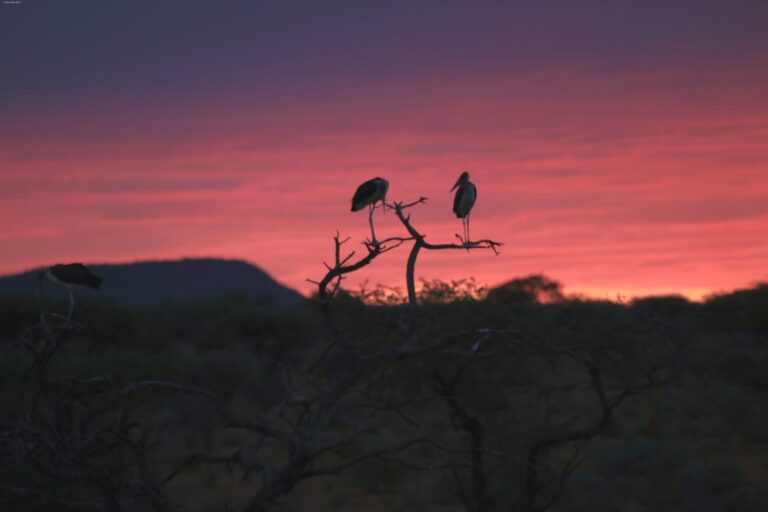 Afrika Safari Namibia ©ExtraHR