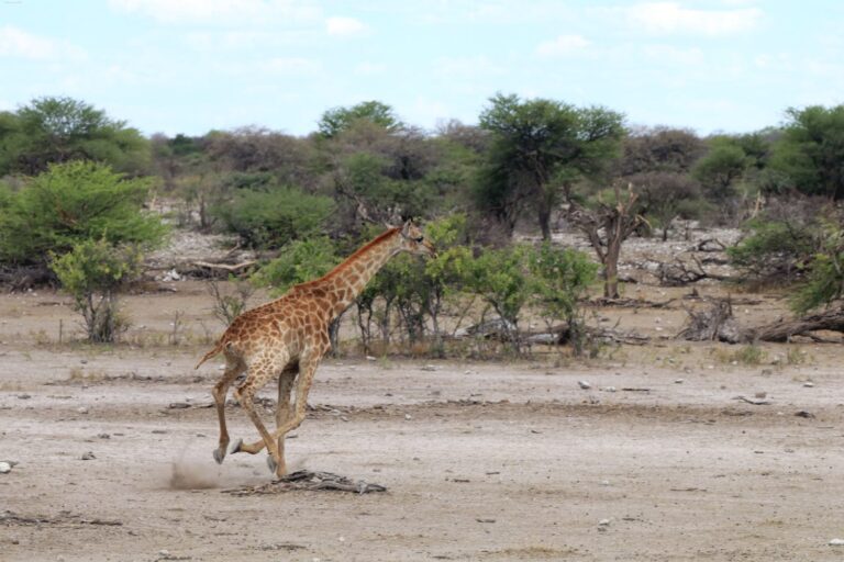 Afrika Safari Tiere im Nationalpark ©ExtraHR