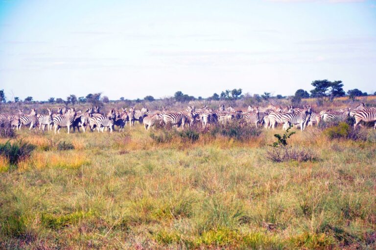 Safarieindrücke in Afrika