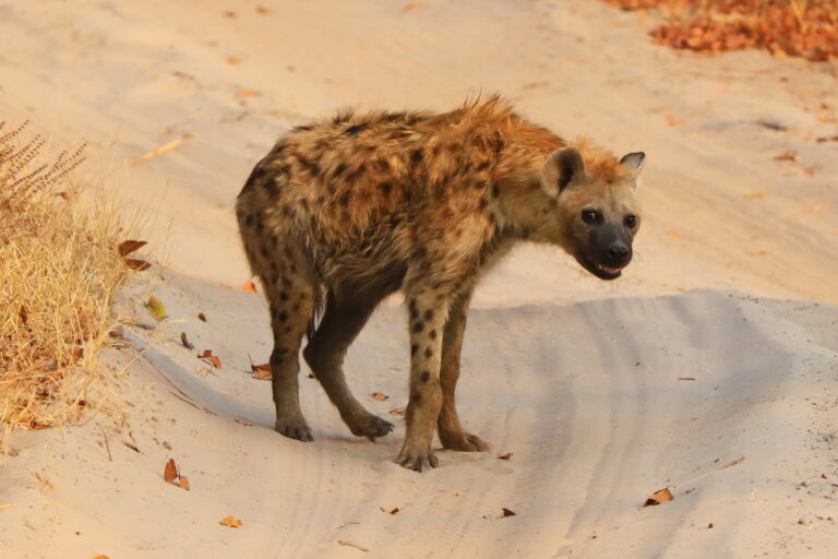 Tierfoto