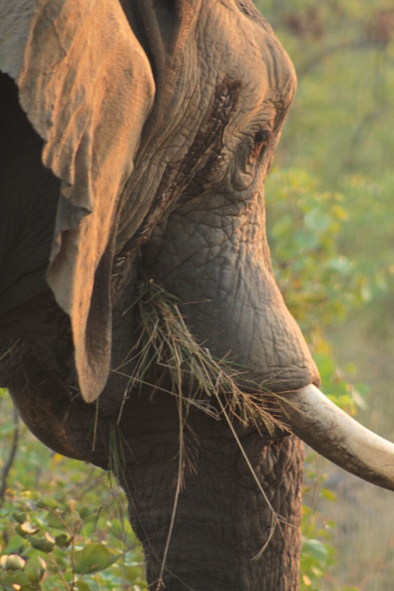 Afrika Safari Namibia Elefant ©ExtraHR