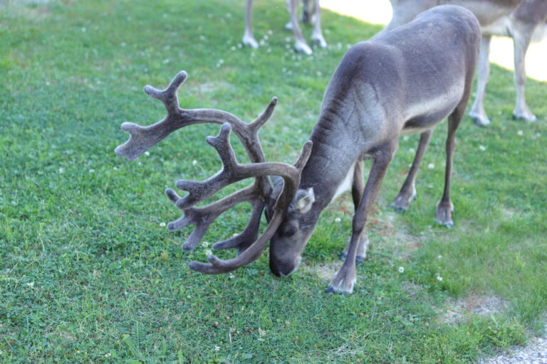 Wildernes Hotel Inari Finnland 2024
