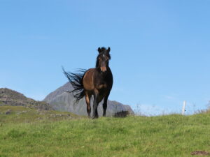 Norwegen Lofoten Wikinger Pferd
