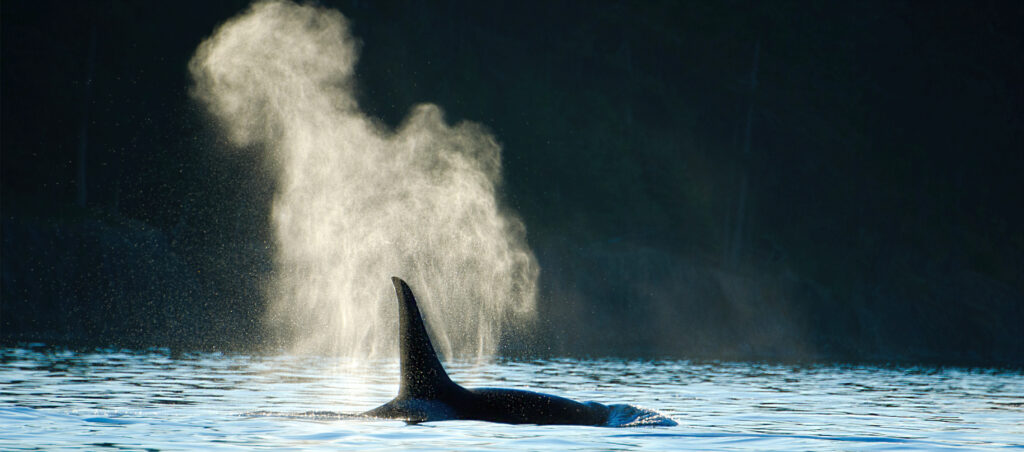 Wal Kanada Victoria Orca Killer Whale Blowing