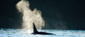 Wal Kanada Victoria Orca Killer Whale Blowing