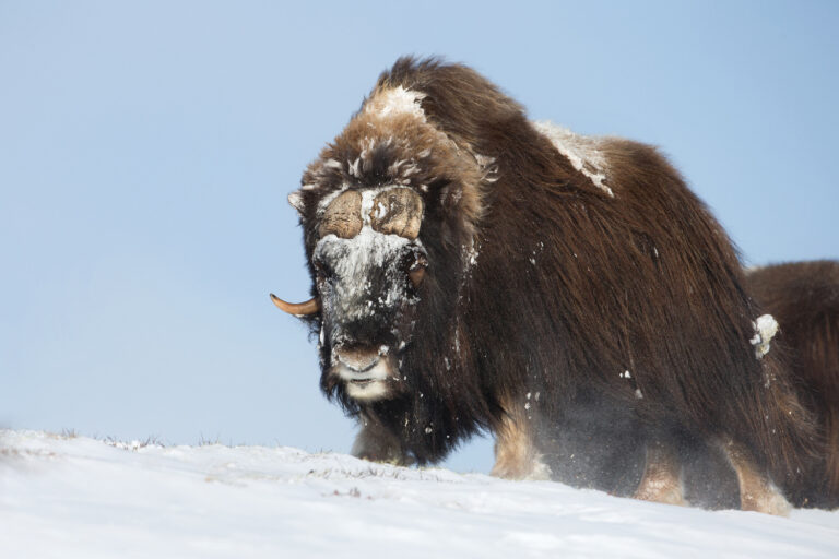Tiere