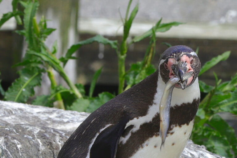 Ålesund Meeresaquarium