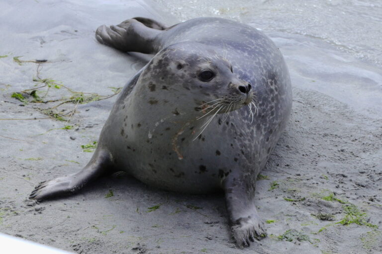 Ålesund Meeresaquarium