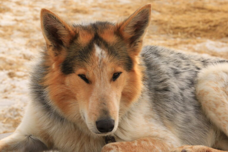 Norwegen Husky Schlittenfahrt ©Horst Reitz