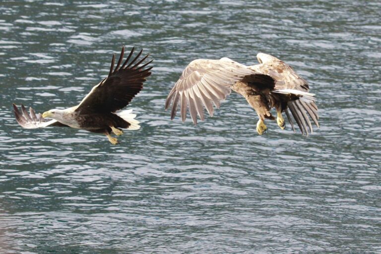 Norwegen Seeadlersafari