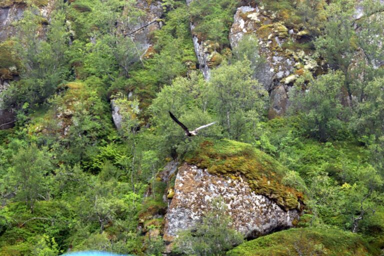 Lofoten Trollfjord, Postschiffreise 2024