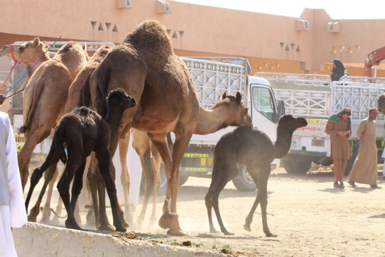 Kamelmarkt in Al Ain Oman