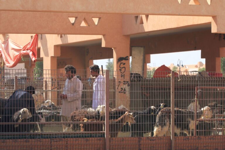 Kamelmarkt in Al Ain Abu Dhabi ©ExtraHR