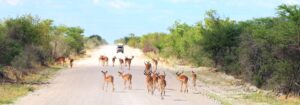 Ethosha Nationalpark Afrika Panorama ©Horst Reitz
