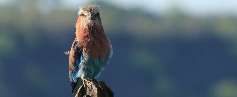 Südafrika die Gabelracke, Coracias Caudatus