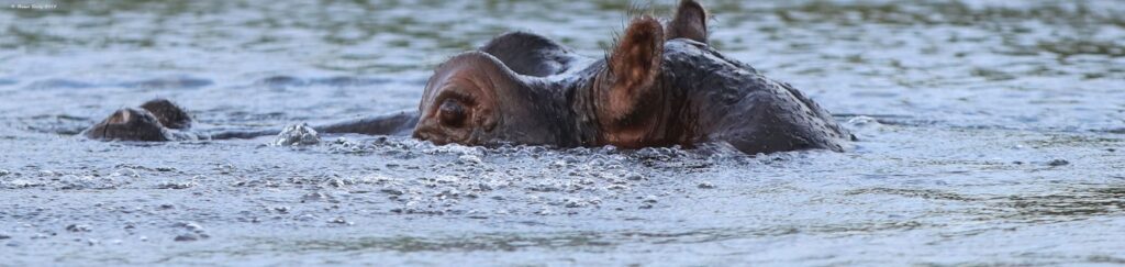 Bootssafari Chobe Nationalpark Flußpferd ©ExtraHR