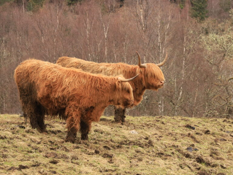 Schottland