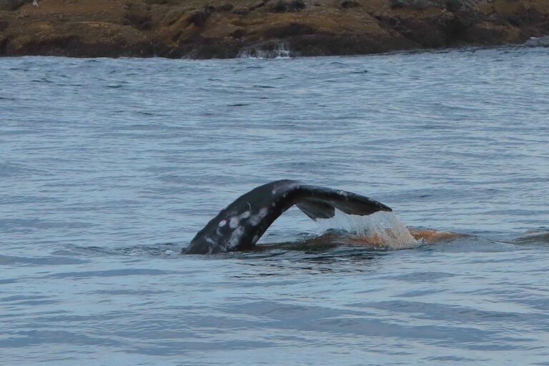 Vancouver Island Whalewaching ©Horst Reitz