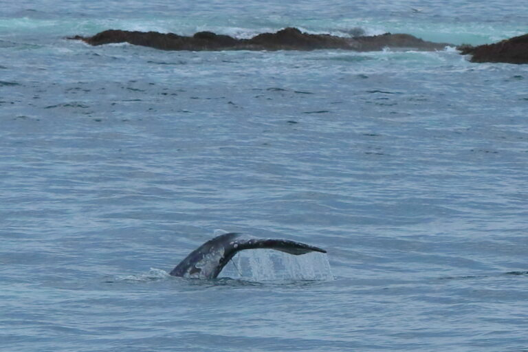 Vancouver Island Whalewaching ©ExtraHR