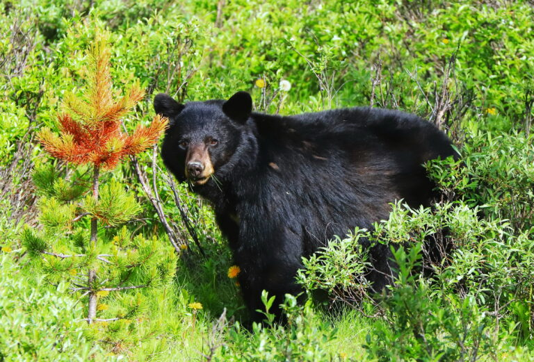 Kanada Alberta, Schwarzbär im Jasper NP ©Horst Reitz