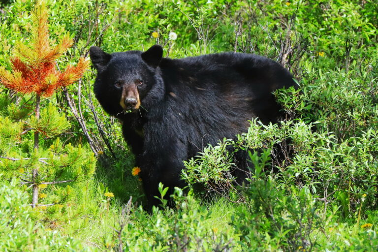Kanada Alberta, Schwarzbär im Jasper NP ©Horst Reitz