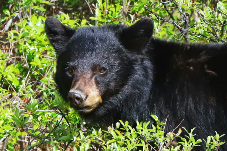 Kanada Alberta, Schwarzbär im Jasper NP ©Horst Reitz