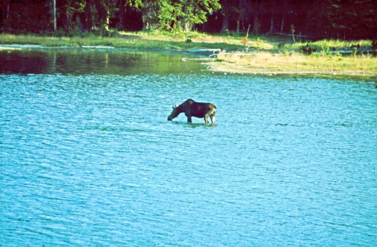 Elch trinkt im See