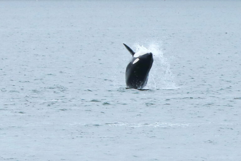 Kanada2019,Vancouver Island Whalewaching, Horst Reitz Kanada 2019