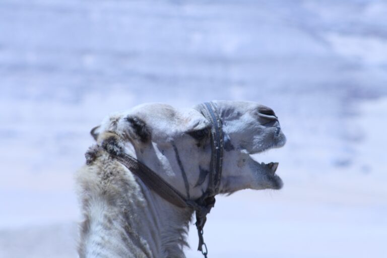 Aegypten Impressionen