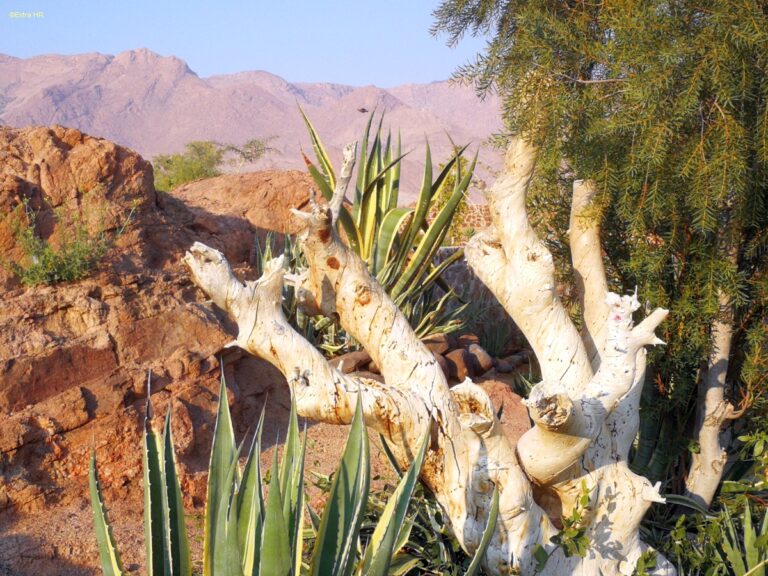 Brandberg White Lady Lodge
