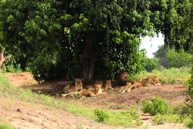 Chobe NP Löwen