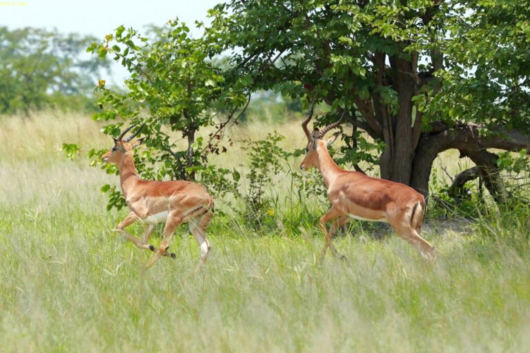 Hwange NP Simbabwe