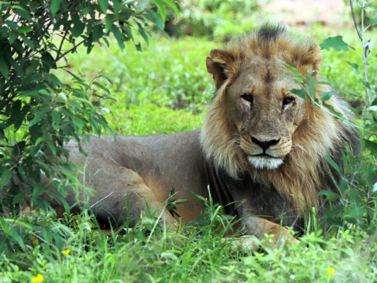 Hwange NP Simbabwe