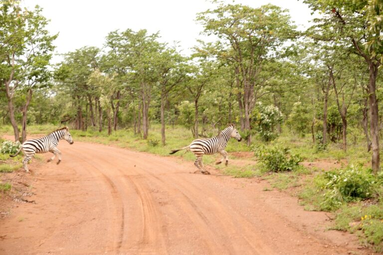 Hwange NP Simbabwe