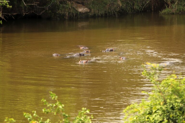 Hwange NP Simbabwe