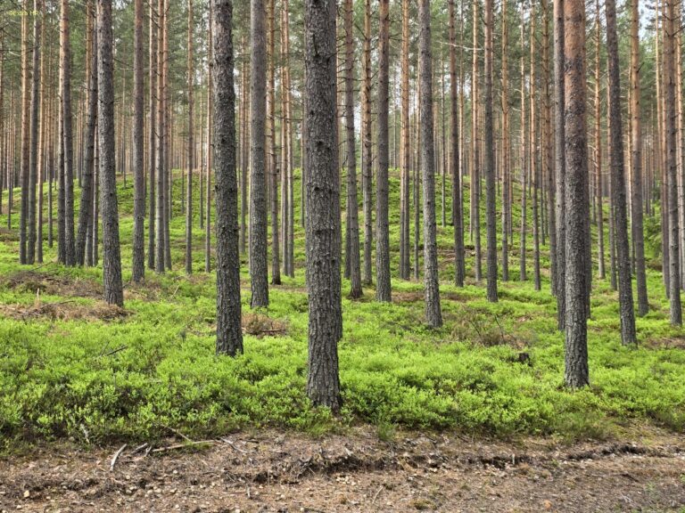 Typisch Vestland ©ExtraHR