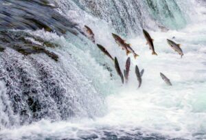 Alaska Katmai Nationalpark ©123RF 2658
