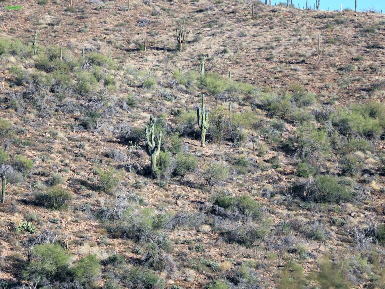 Arizona ©ExtraHR 100