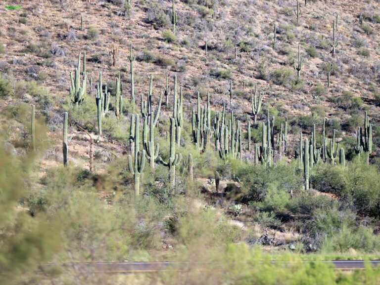 Arizona ©ExtraHR 101