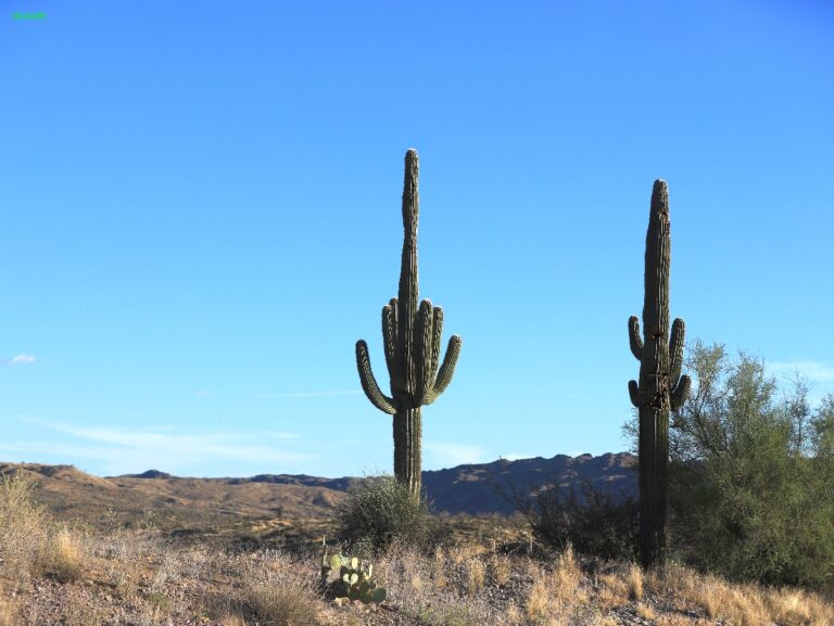 Arizona ©ExtraHR 102