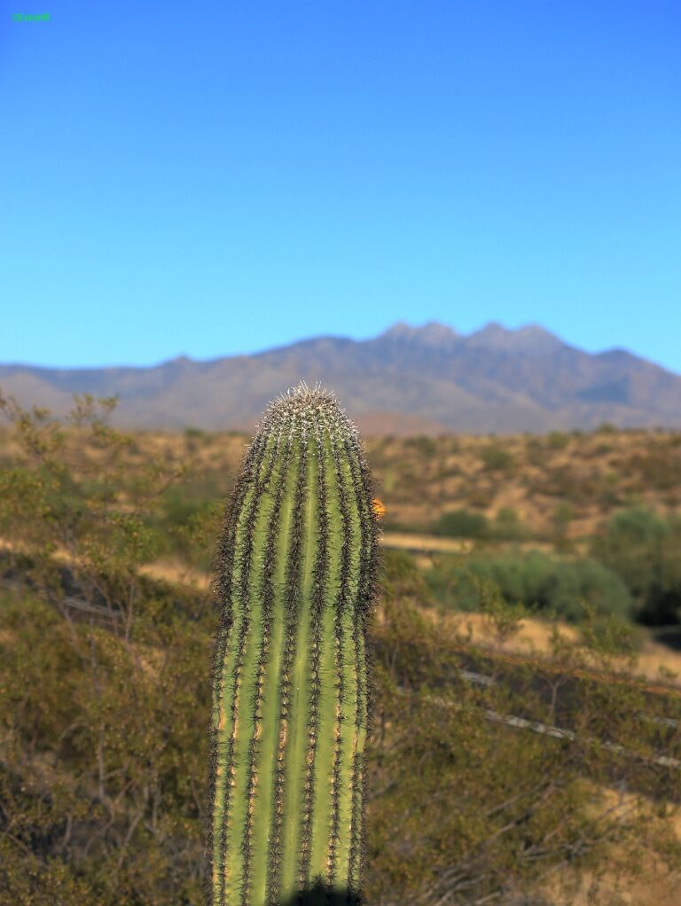 Arizona ©ExtraHR 103