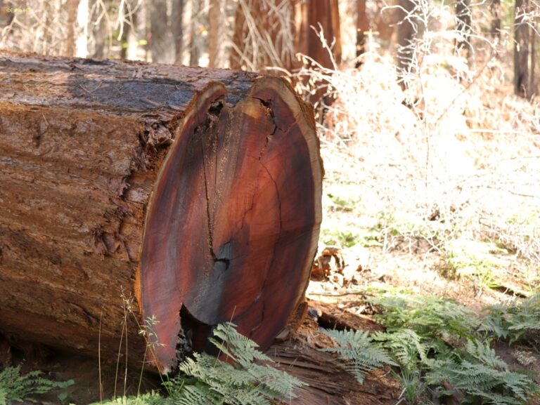 Californien Kings Canyon NP ©ExtraHR 102