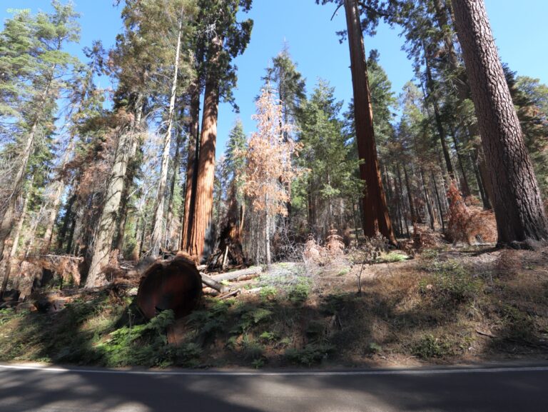 Californien Kings Canyon NP ©ExtraHR 103