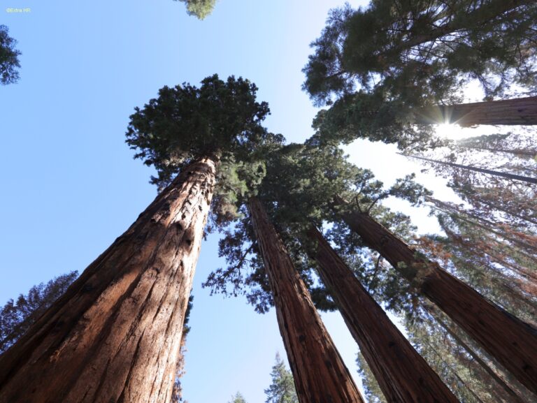 Californien Kings Canyon NP ©ExtraHR 105