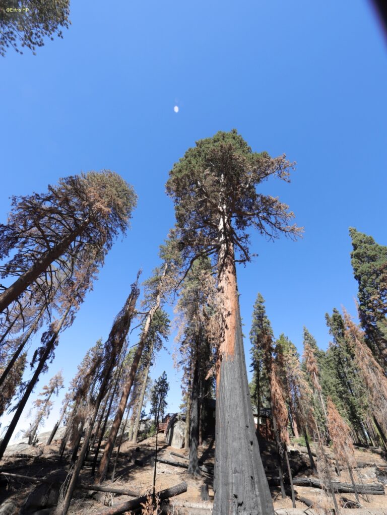 Californien Kings Canyon NP ©ExtraHR 106