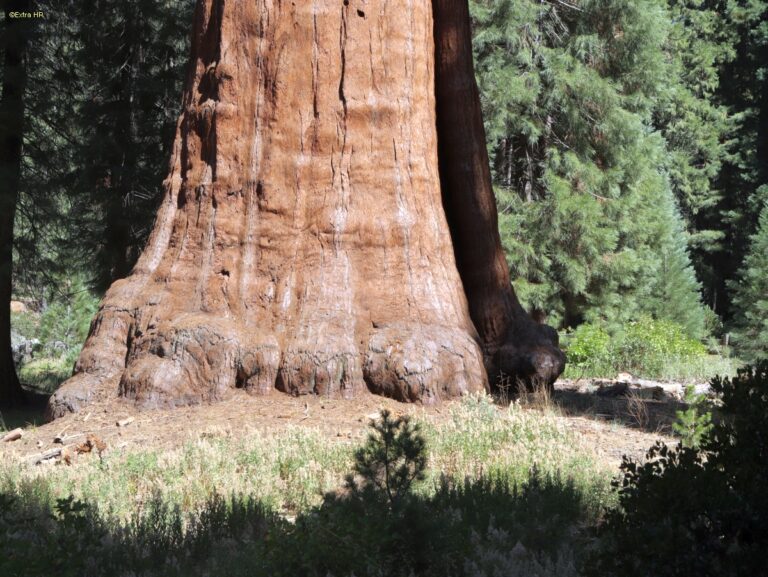 Californien Kings Canyon NP ©ExtraHR 107