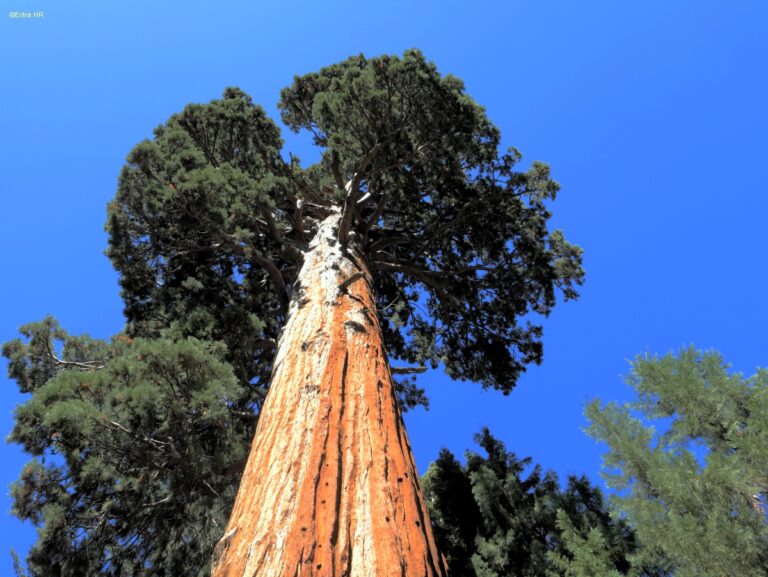 Californien Kings Canyon NP ©ExtraHR 108