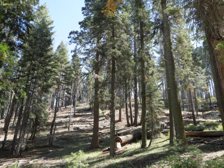 Californien Kings Canyon NP ©ExtraHR 109